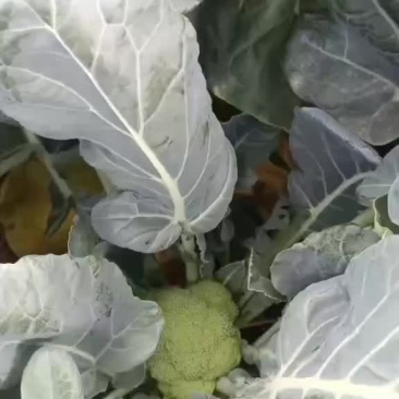 精品西兰花大量上市