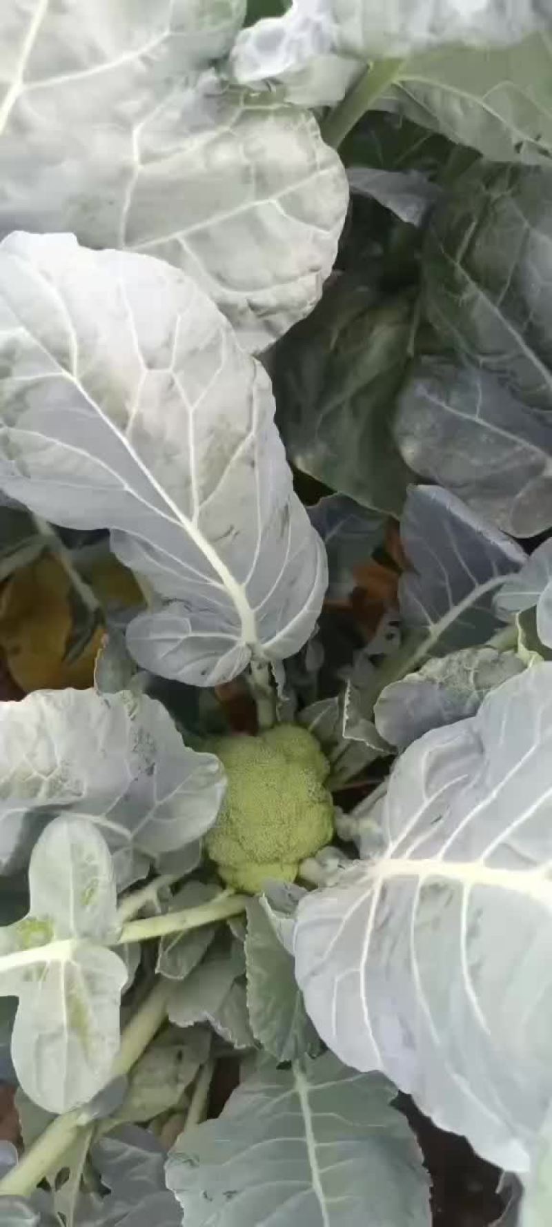精品西兰花大量上市
