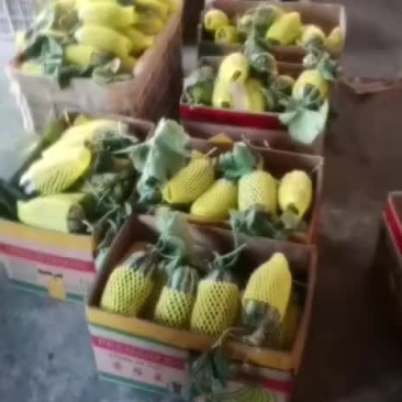 滨州市惠民县博洋甜瓜，脆甜多汁，耐运输，可接商场电超
