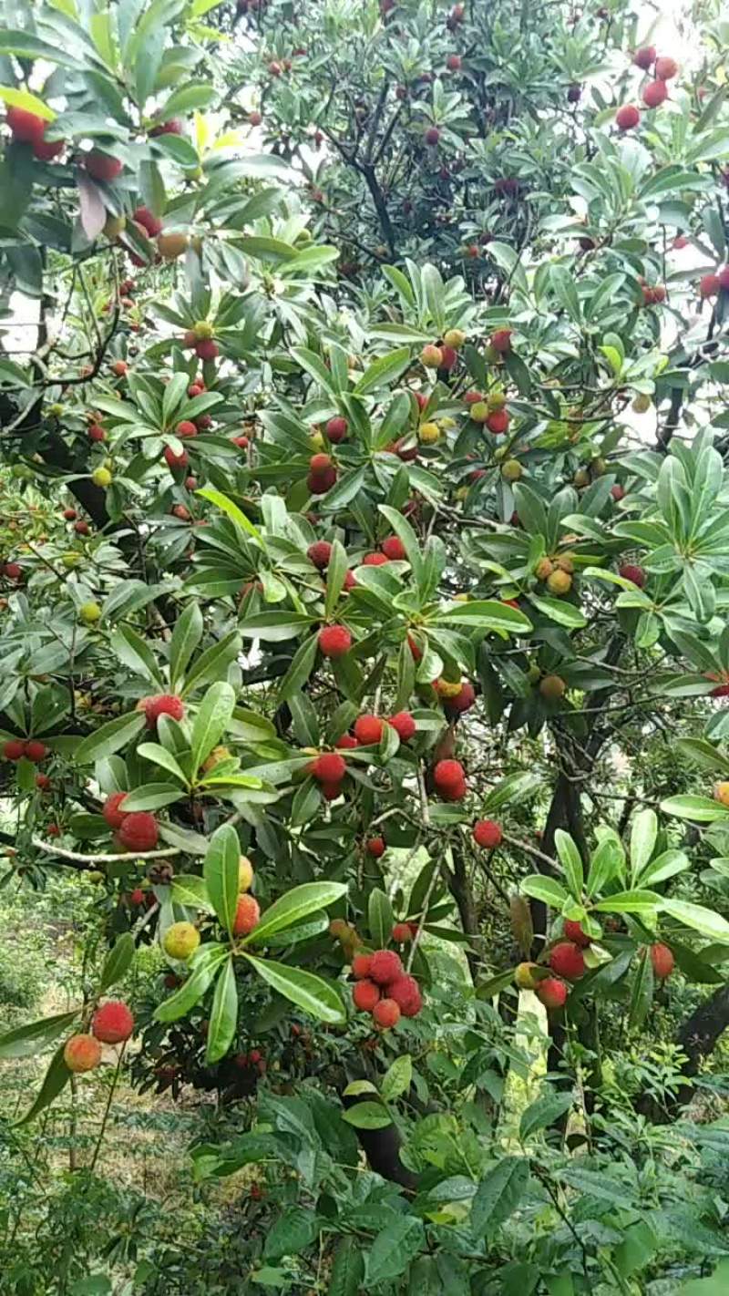 无公害杨梅