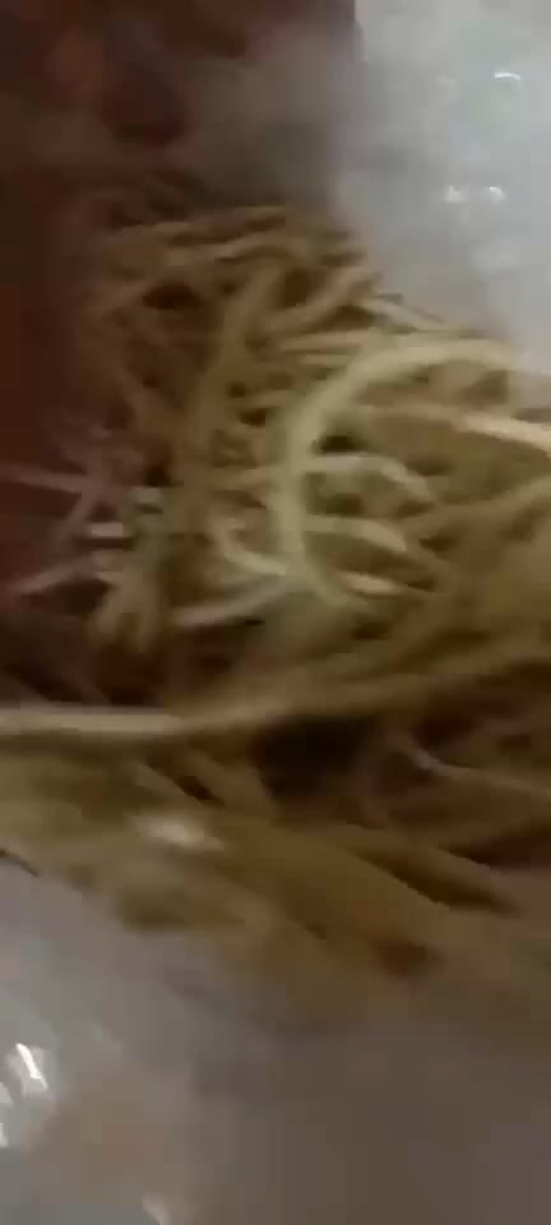 鱼腥草