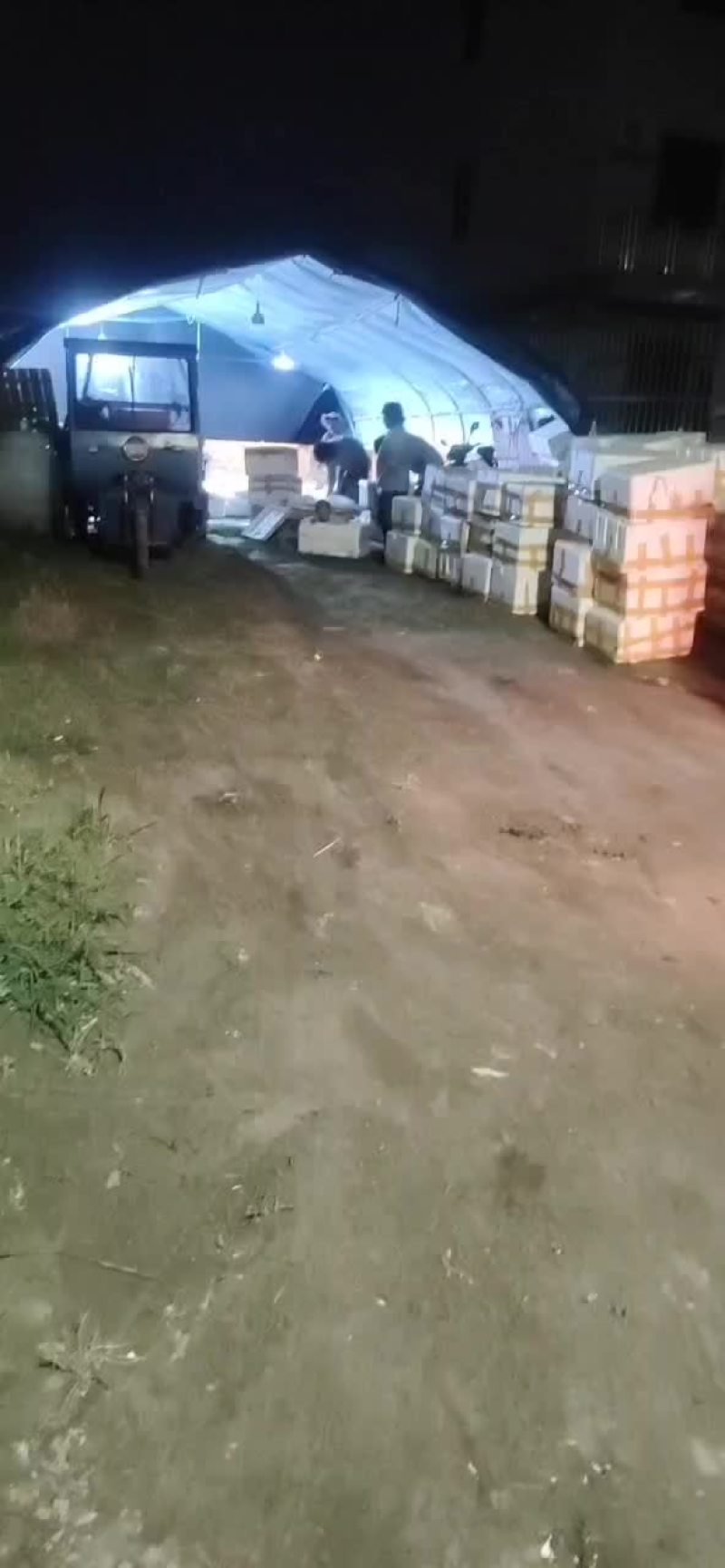 鱼腥草