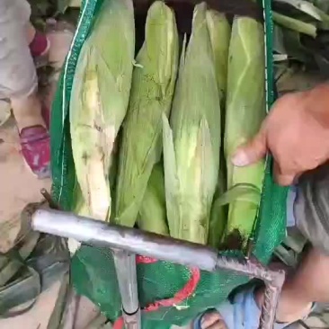 甜加糯玉米