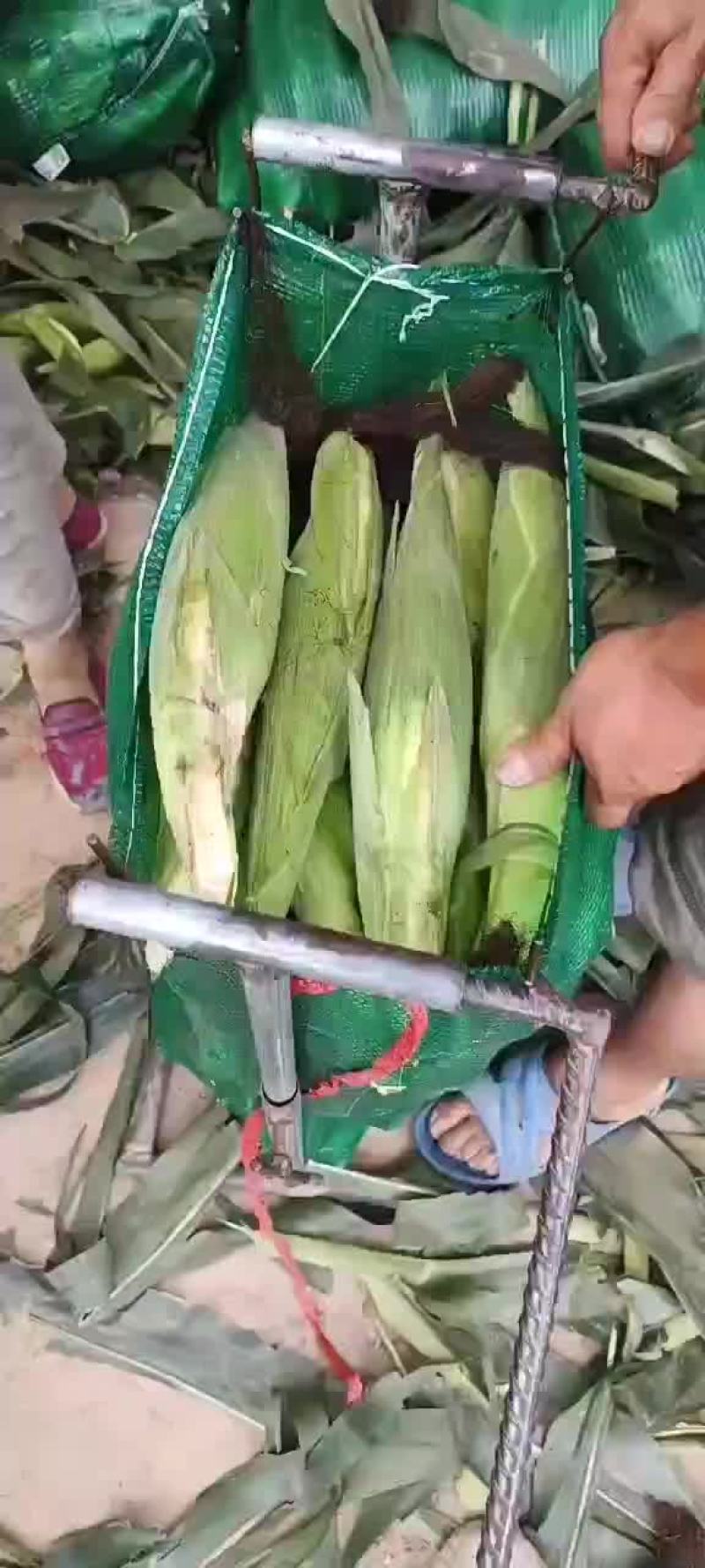 甜加糯玉米