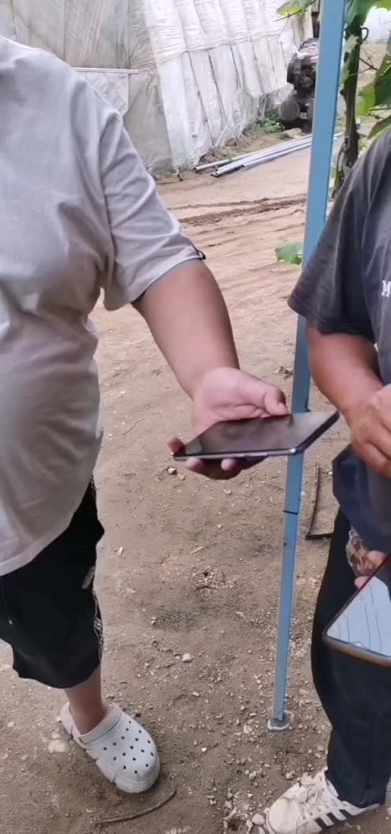 盖县西瓜大掉价中，欢迎老板选购，全国代发，保证质量