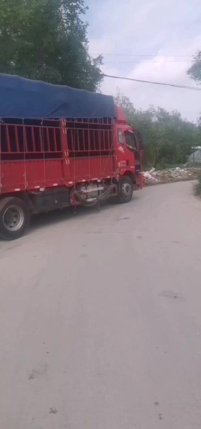 盖县西瓜大掉价中，欢迎老板选购，全国代发，保证质量