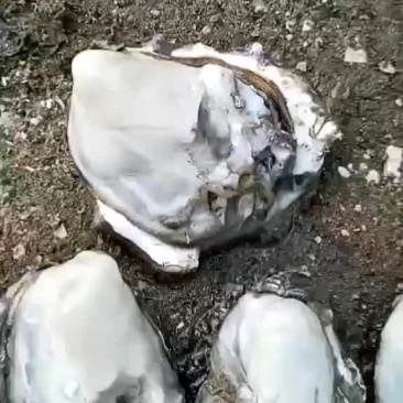 大连蚝，乳山蚝，二倍体三倍体