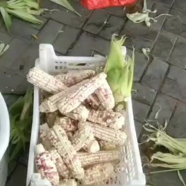 南瓜