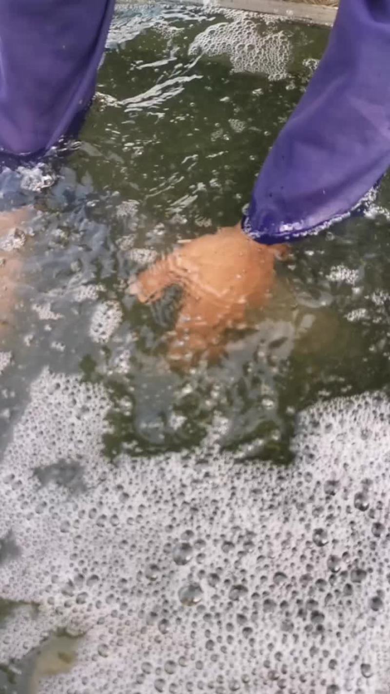 青鱼
