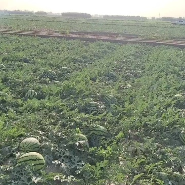 宁夏早甜王西瓜