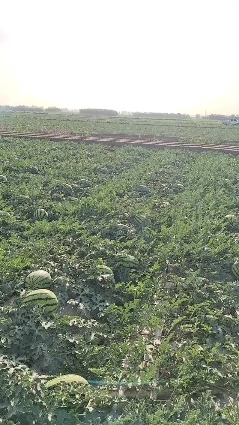 宁夏早甜王西瓜