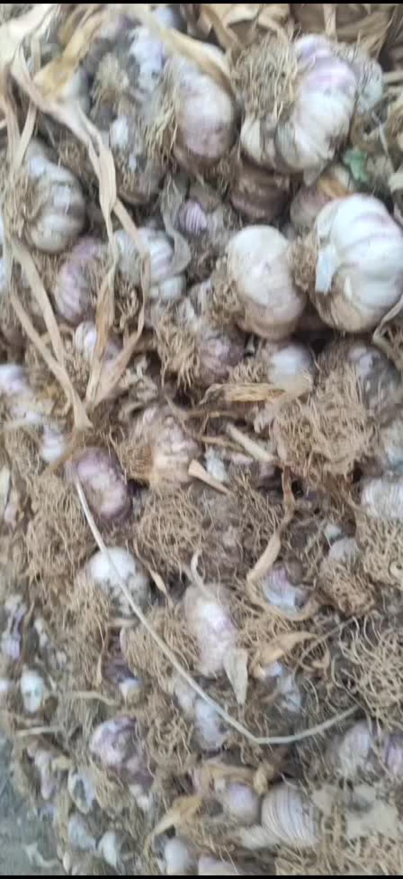 精品紫皮杂交大蒜