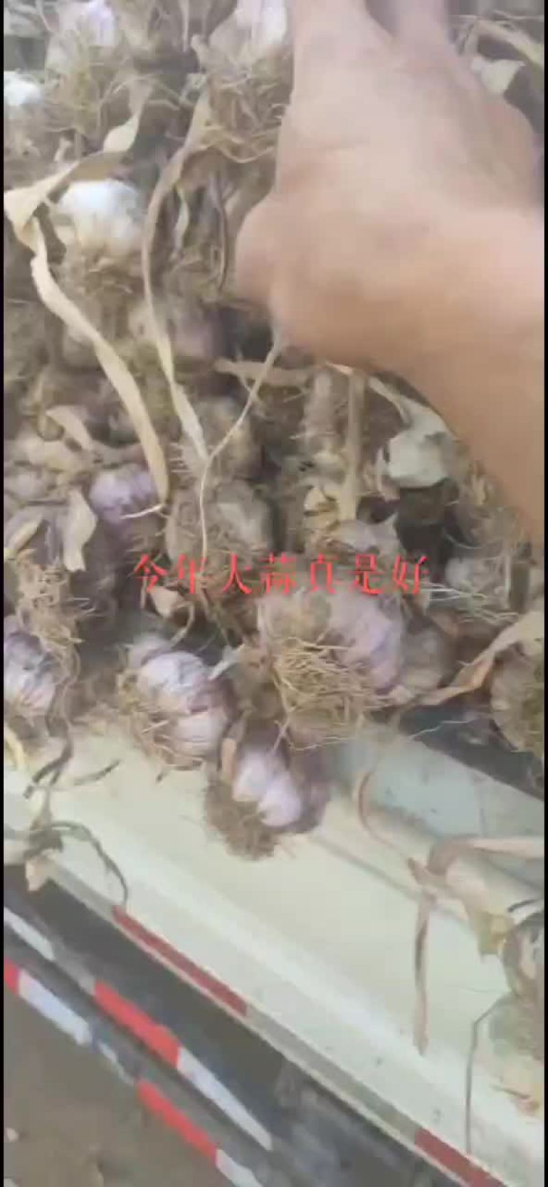 精品紫皮杂交大蒜