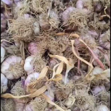 精品紫皮杂交大蒜