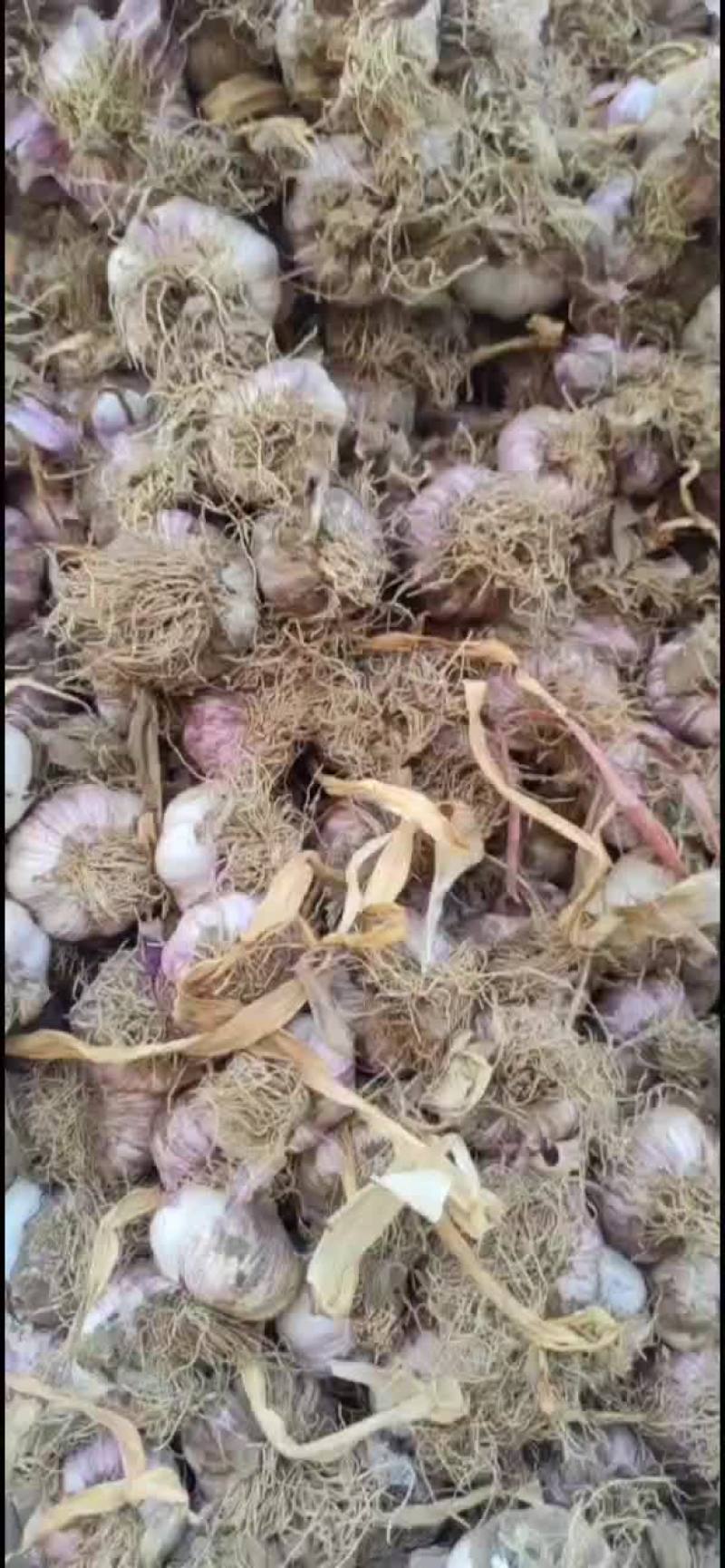 精品紫皮杂交大蒜