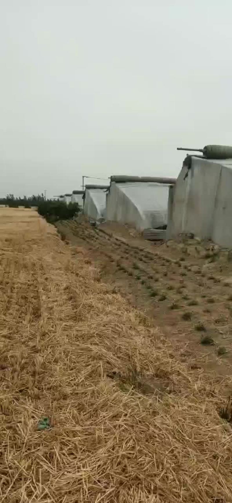 南瓜