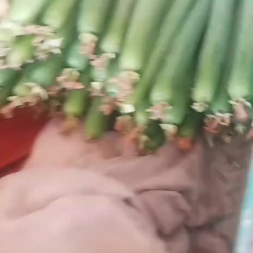 丝瓜