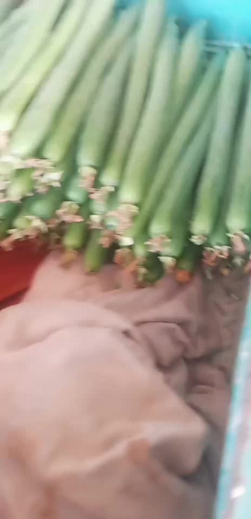 丝瓜