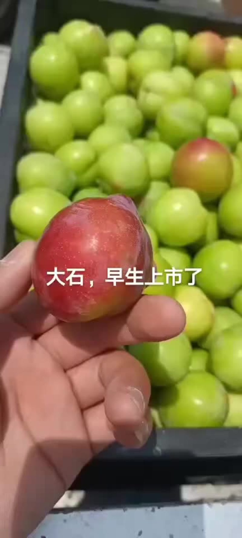 雪花李玫瑰李子口感好吃了，颜色漂亮了，适合每一位大小客
