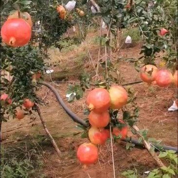 会理突尼斯软籽石榴