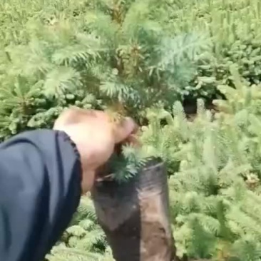 云杉