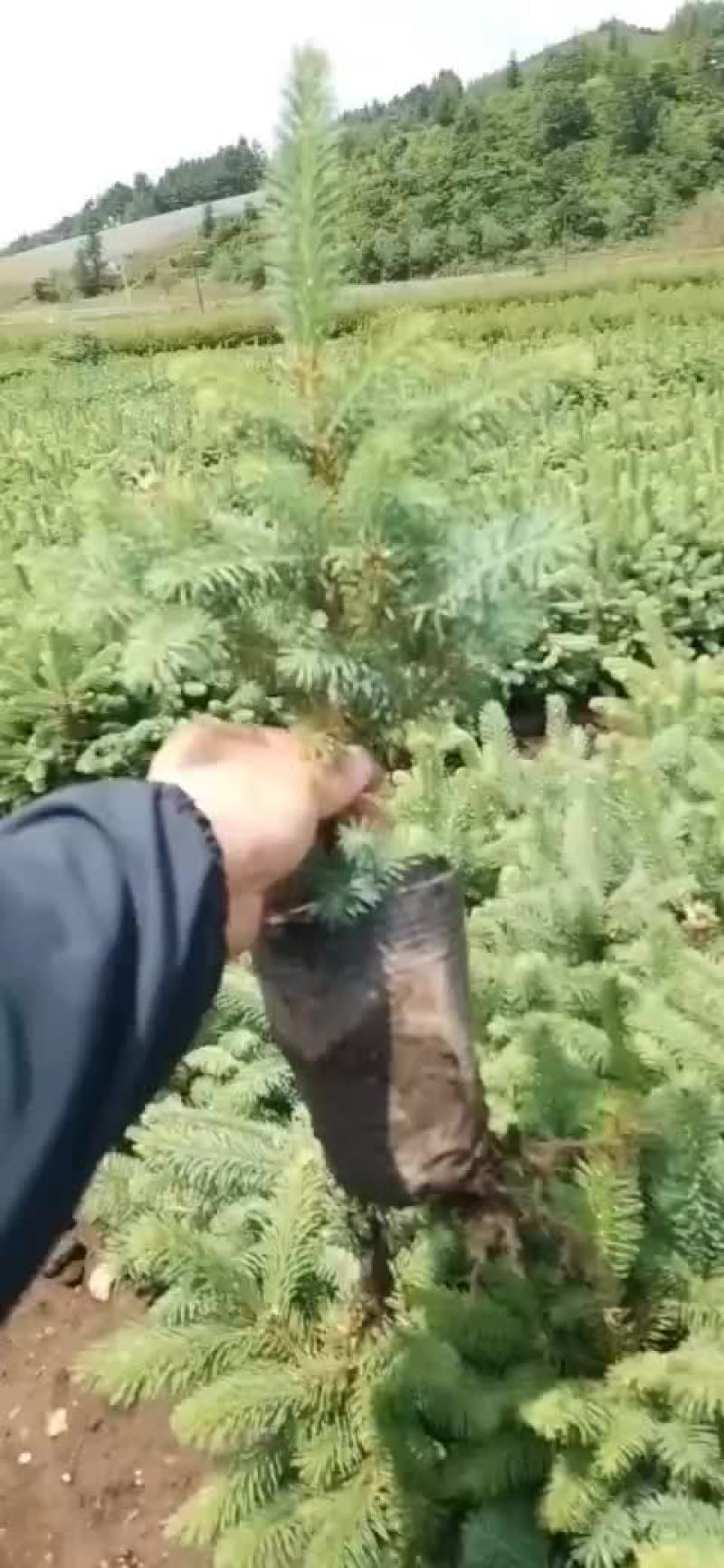 云杉