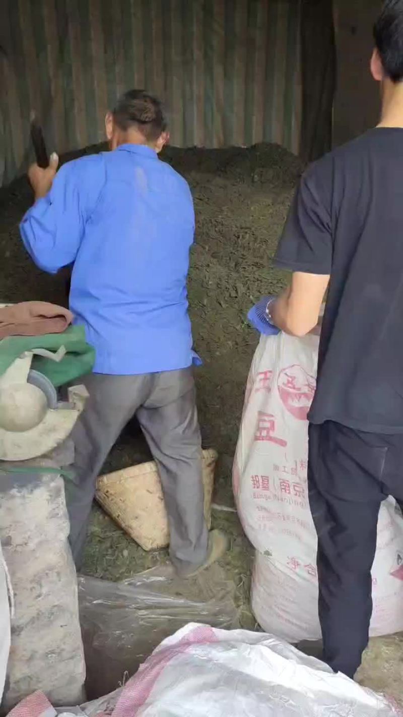 菜籽枯