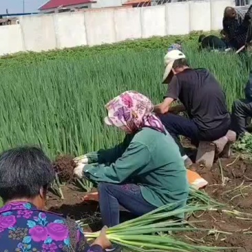 小葱大量上市，天天装车