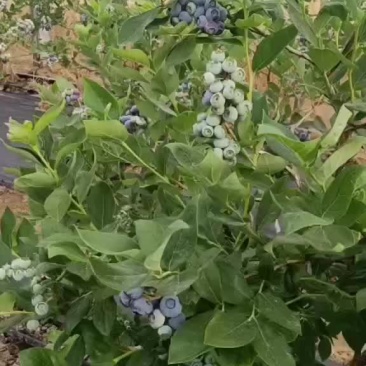 蓝莓大果中果串果