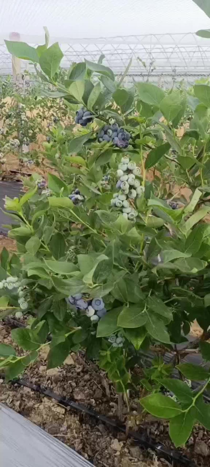 蓝莓大果中果串果