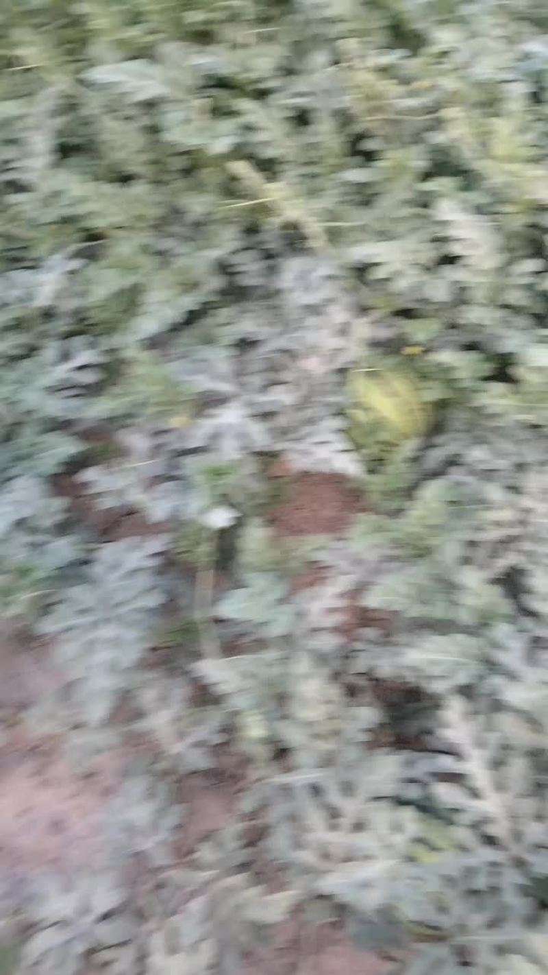 8424西瓜