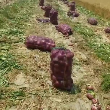 洋葱