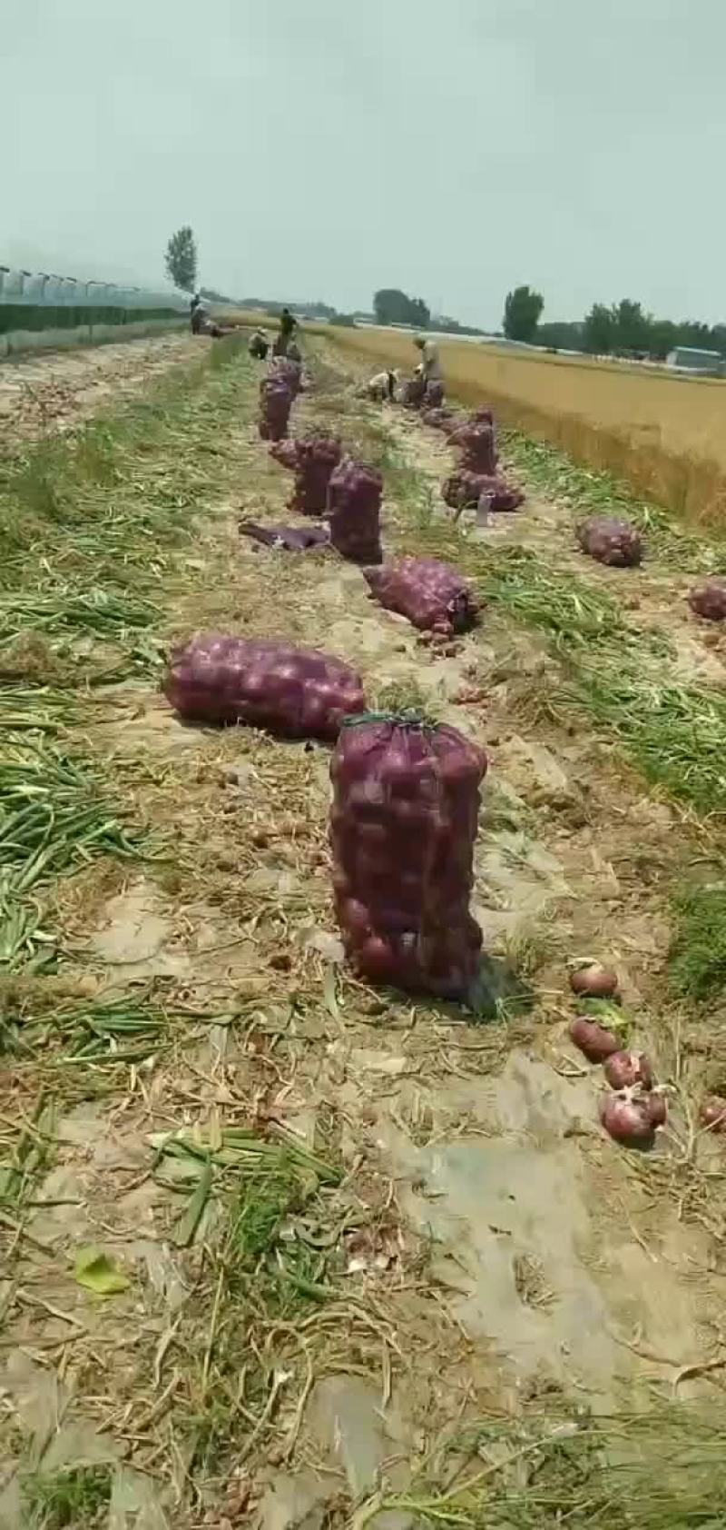 洋葱
