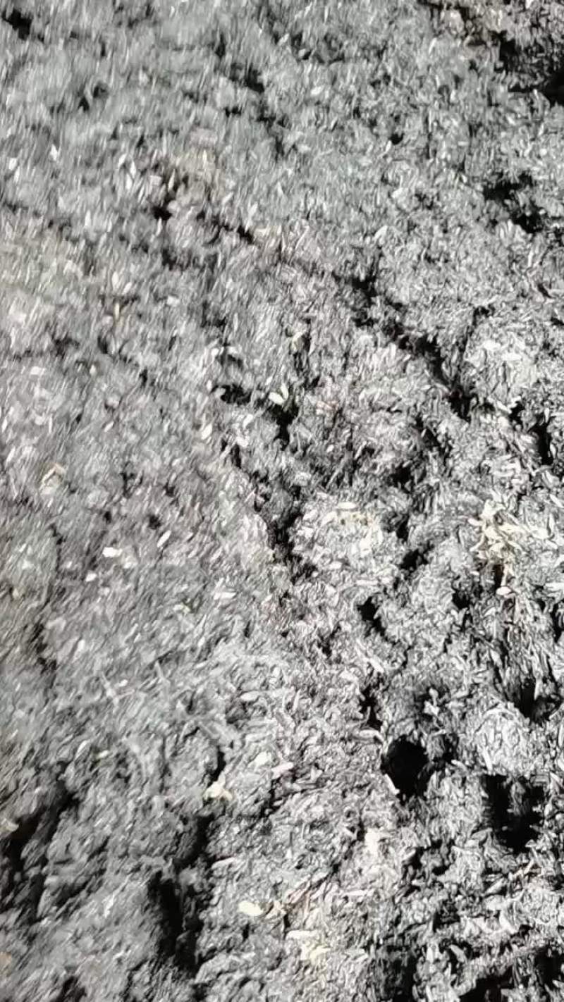 茅台酒糟