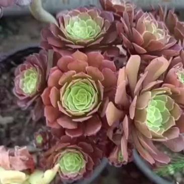 多肉植物批发铜壶法师系列群生老桩