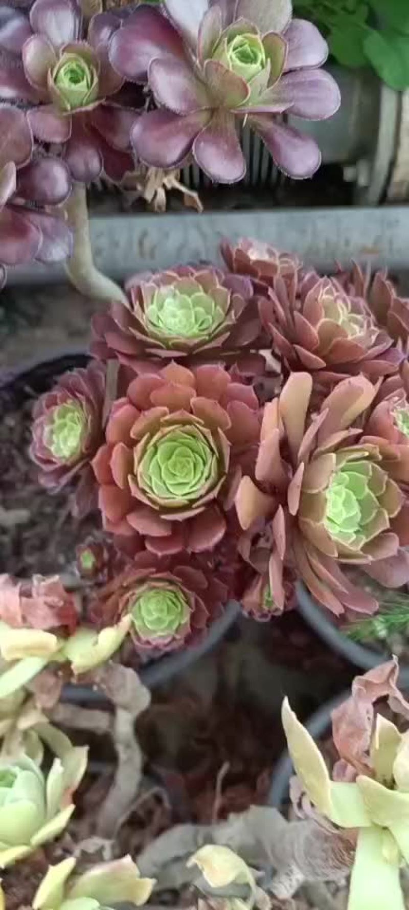 多肉植物批发铜壶法师系列群生老桩