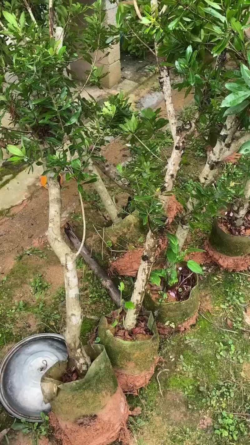 高压杨梅大苗