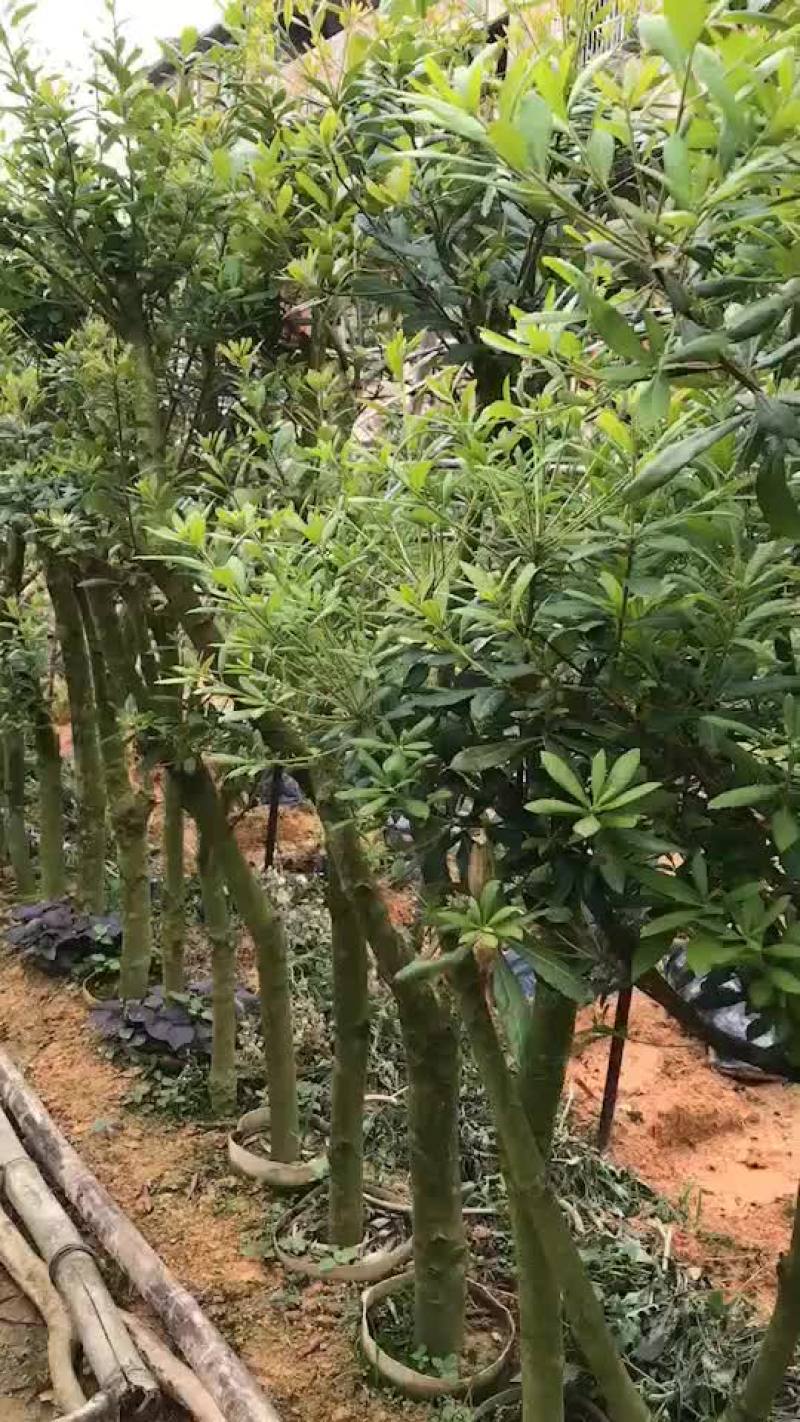 高压杨梅大苗