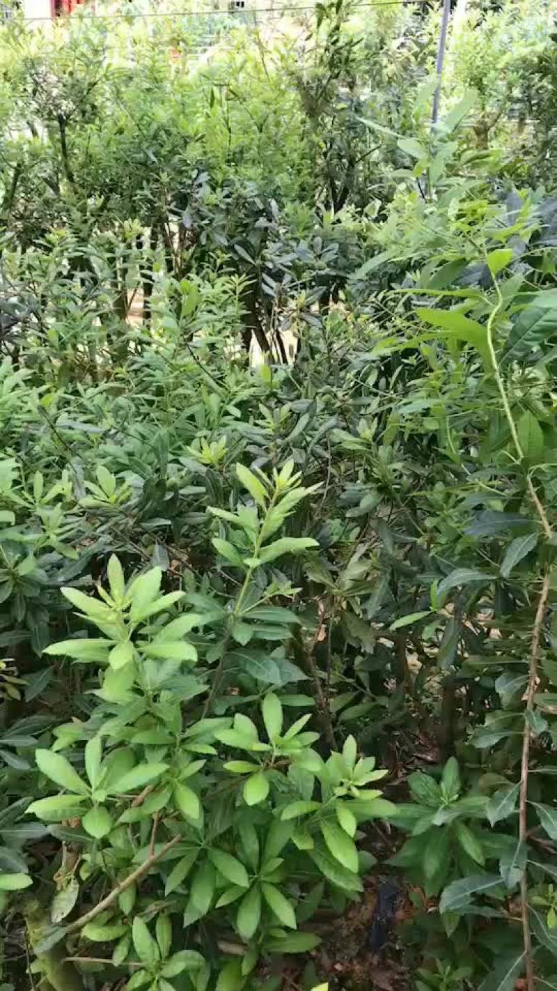 高压杨梅大苗
