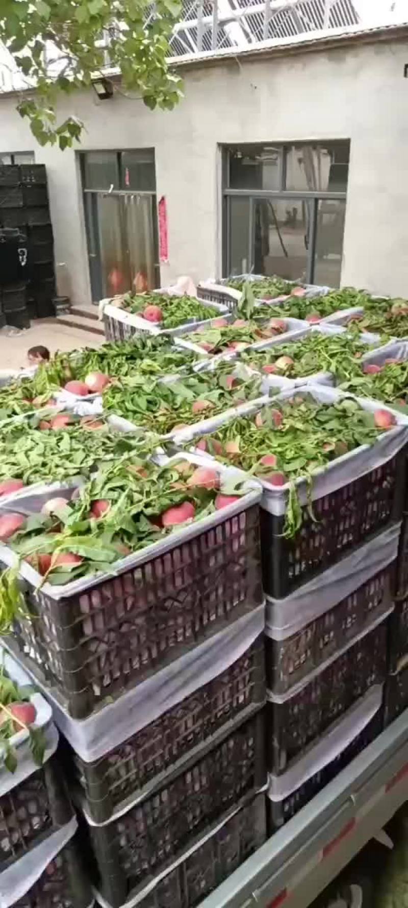 邢台威县毛桃大量上市，欢迎新老客户光临