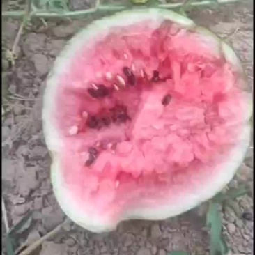 正宗陆地台头西瓜