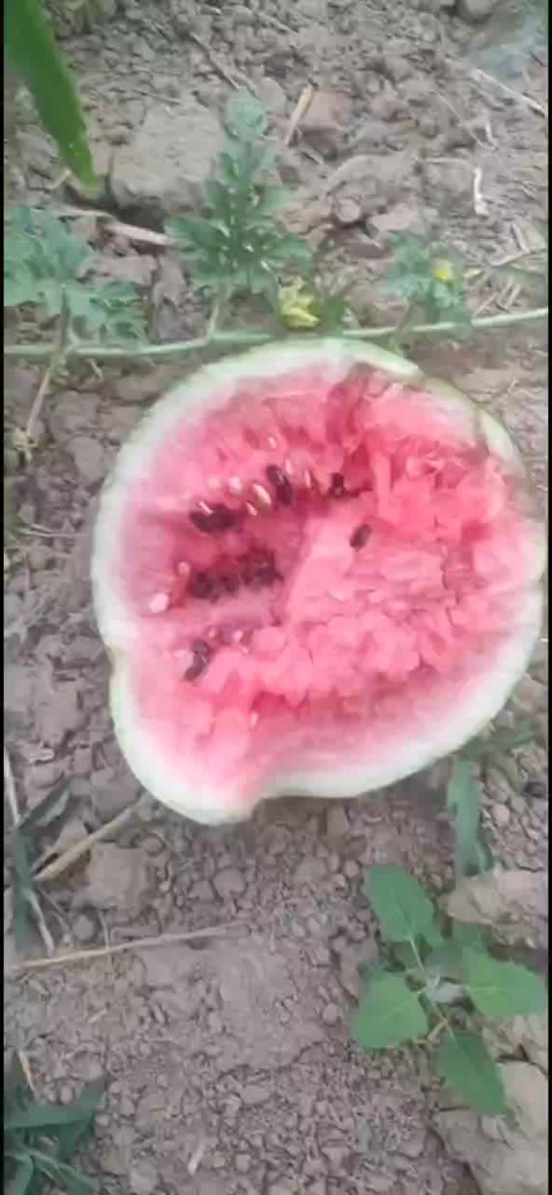 正宗陆地台头西瓜