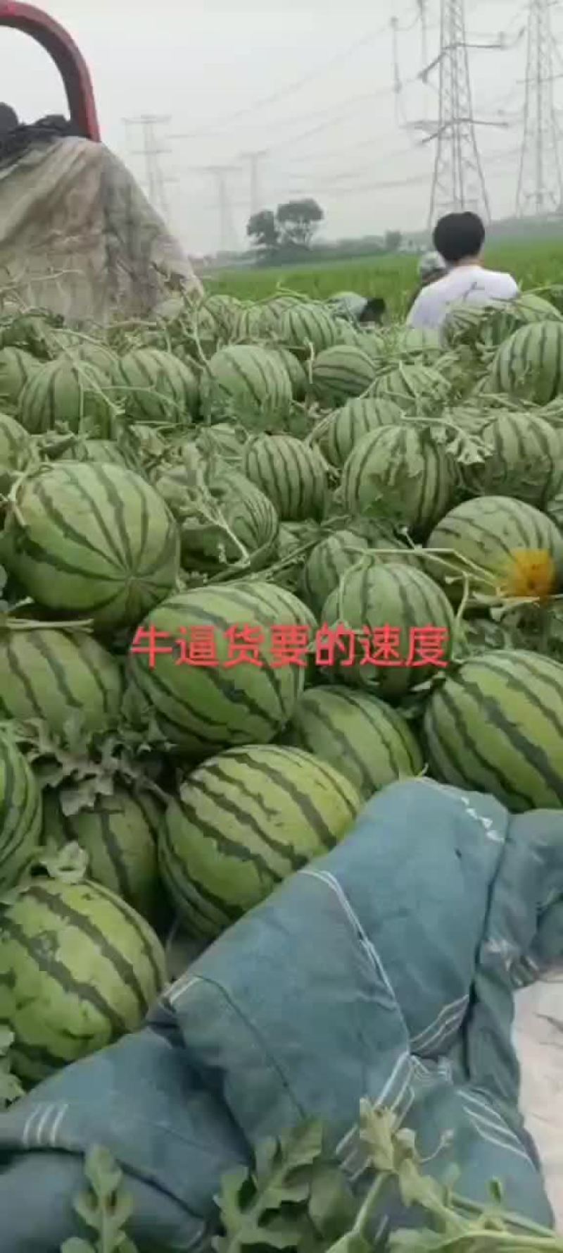 正宗陆地台头西瓜