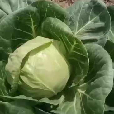 甘蓝大量上市价格美丽丽，全国代发
