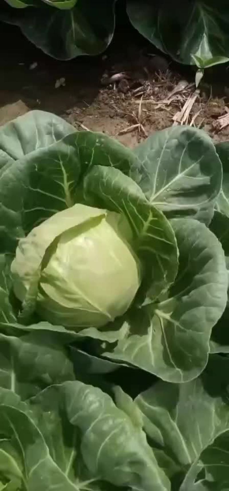 甘蓝大量上市价格美丽丽，全国代发