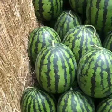 辽宁新民大棚甜王产地直供质量保障欢迎订购