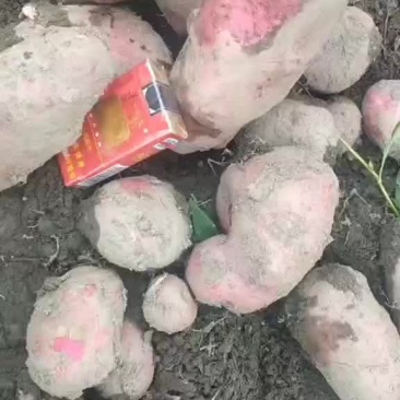 青暑九号红皮黄心果肉