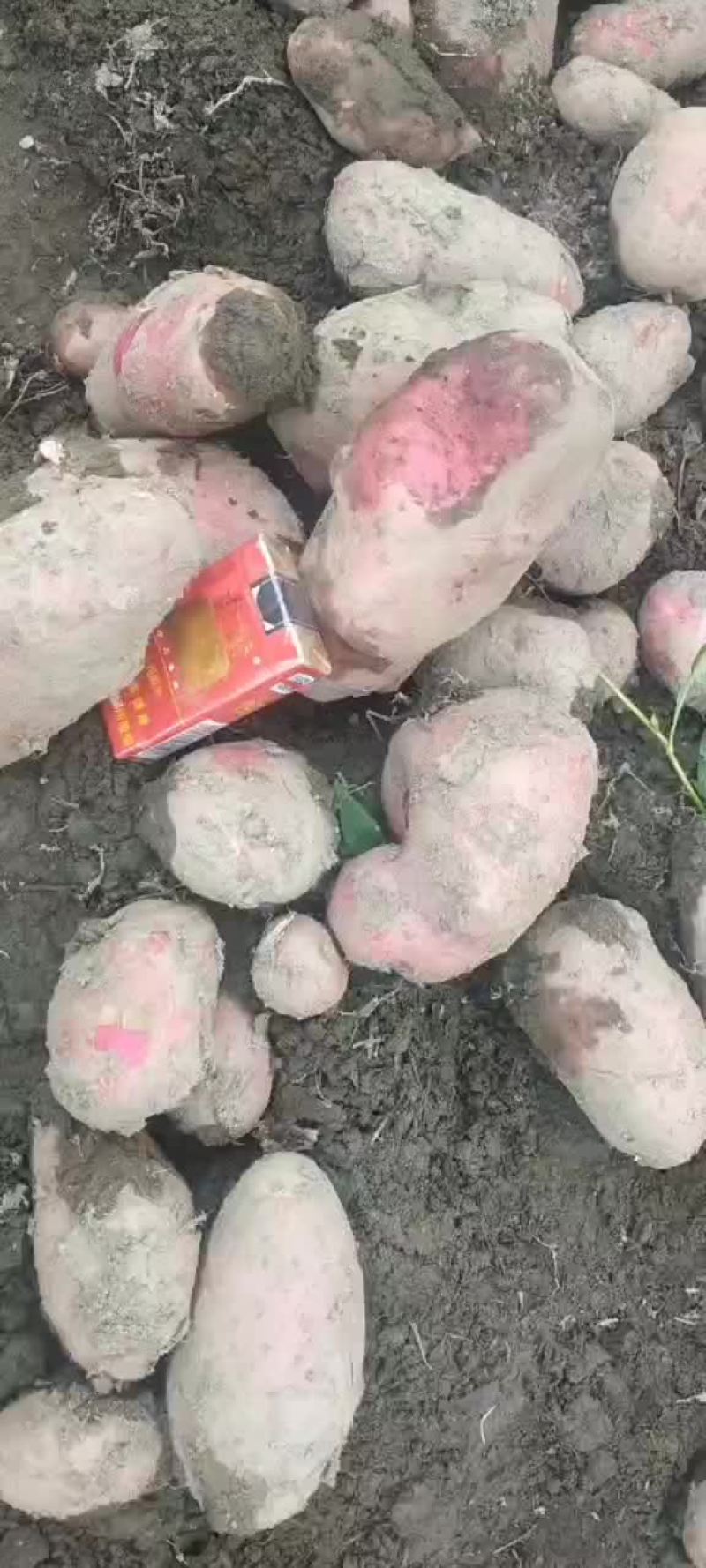 青暑九号红皮黄心果肉