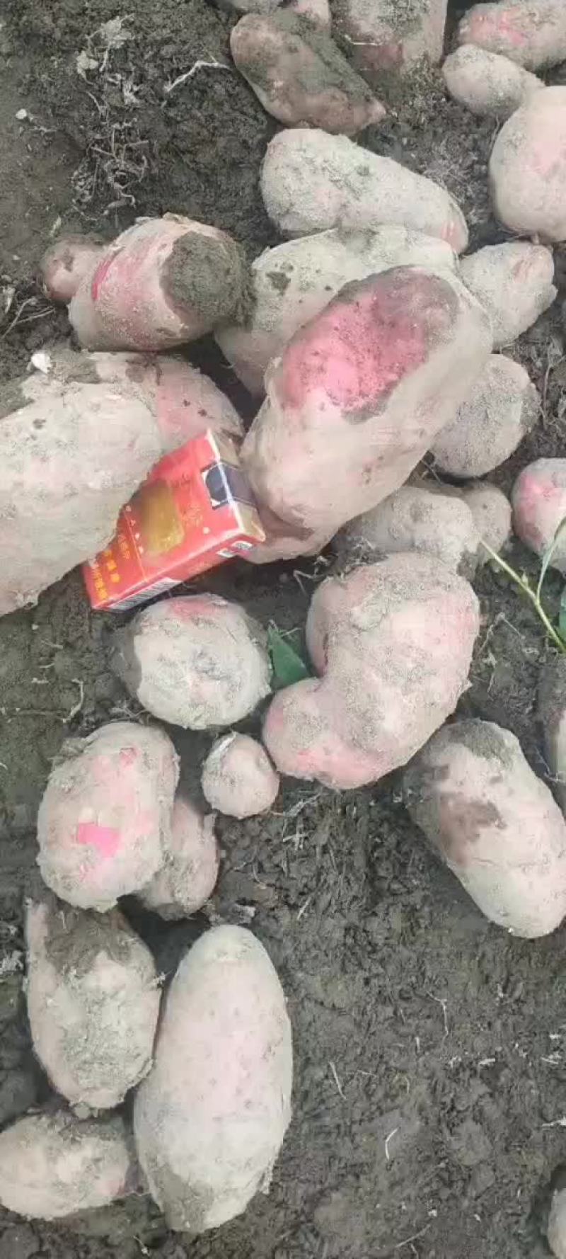 青暑九号红皮黄心果肉