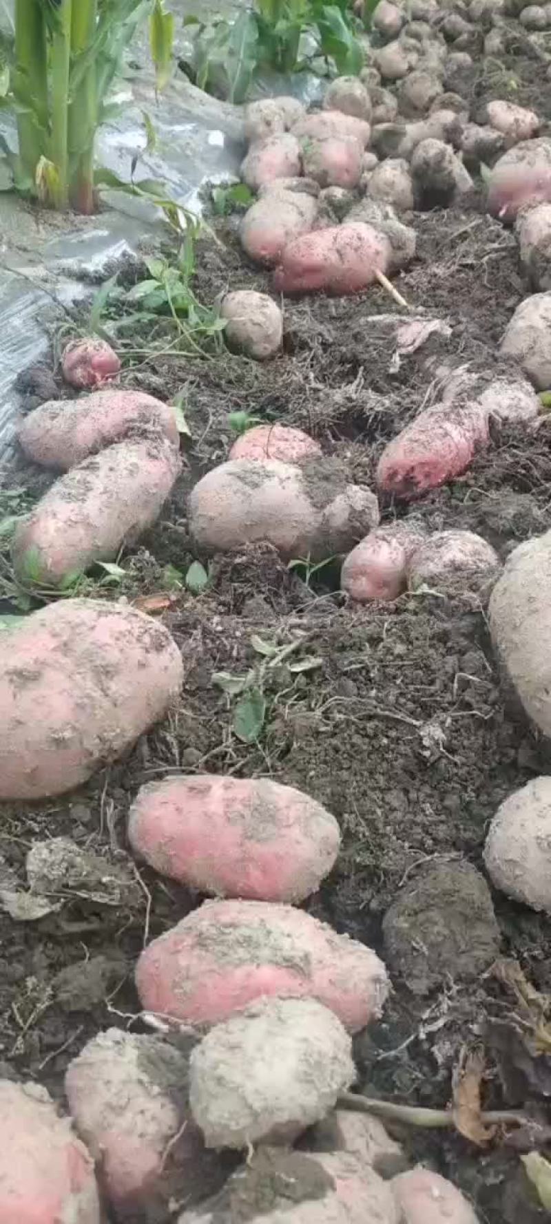 青暑九号红皮黄心果肉